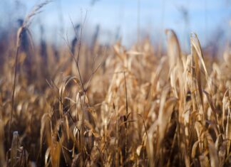 Озимые культуры на Дону спаслись из-за выпавших осадков