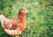 Около 38 тонн птичьего мяса отправили в Узбекистан из Ростовской области