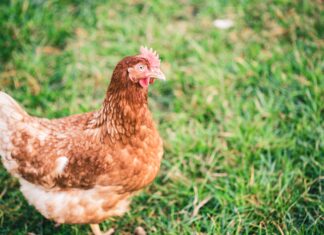 Около 38 тонн птичьего мяса отправили в Узбекистан из Ростовской области