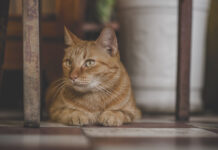 Месяц льготной стерилизации котов и кошек проведут ветеринары в Ростовской области