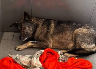 В Ростовскую область пригласили работать курьера, уволенного за помощь бездомной собаке