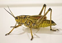 На поля Ростовской области с двух сторон ожидается нашествие саранчи