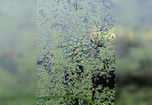 На Дону было найдено 12 видов краснокнижных растений