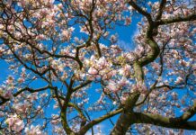 Самая теплая весна за последние 30 лет нагрянет в Ростовскую область