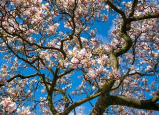 Самая теплая весна за последние 30 лет нагрянет в Ростовскую область