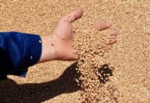 153 тонны ячменя под прицелом: онлайн-мониторинг спас бизнес от штрафов