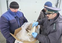 Таганрог укрепляет экспортный потенциал: 39 тонн мороженой рыбы ушли в Туркменистан и Азербайджан