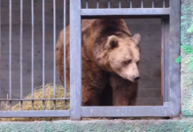 В Ростовском зоопарке из спячки вышел медведь Андрюша