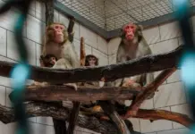 Из Италии в Ростовский зоопарк привезли 24 японские макаки