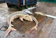 Впервые за 20 лет в Азовском море нашли скопление русского осетра