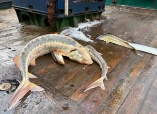 Впервые за 20 лет в Азовском море нашли скопление русского осетра