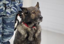 Пса Вегаса отправили на пенсию после 10 лет службы в полиции