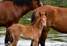 В Ростовском заповеднике родилось четыре жеребенка