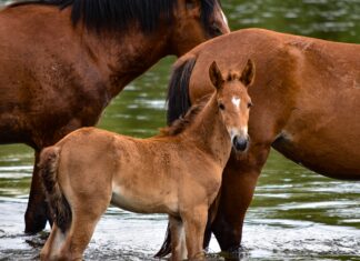В Ростовском заповеднике родилось четыре жеребенка