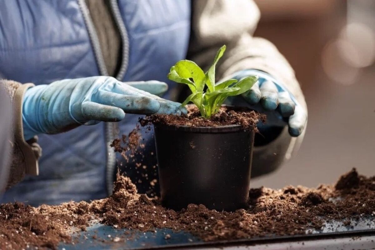В садовом центре работает торфонабивочная машина, позволяющая автоматизировать процесс посадки растений//Фото: Евгений Чистяков