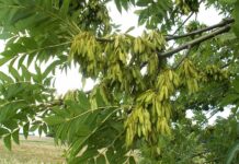 433 гектара ясеней вырубят в Ростове из-за жуков