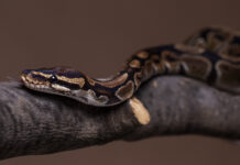 В Ростовской области проснулись первые змеи