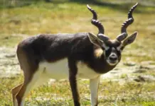 Винторогие антилопы гарна вышли в летние вольеры в Ростовском зоопарке