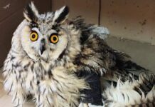 В парке «Малинки» неподалеку от Шахт спасли сову со сломанным крылом