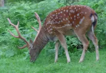 В Ростовской области выросла численность пятнистых оленей и муфлонов