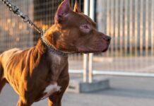 Питбуля после нападения на школьницу отправили в зону СВО Питбуль//Фото: freepik.com