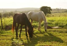 В Ростовской области планируют открыть сафари-парк //Фото: pxhere.com