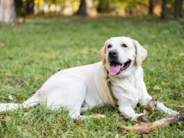 Лабрадоры из Рязани отправятся в Ростовскую область учиться на спасателей
