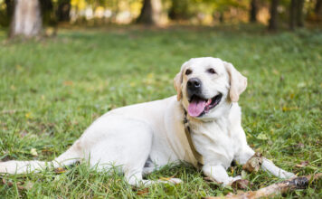 Лабрадоры из Рязани отправятся в Ростовскую область учиться на спасателей