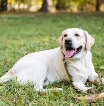Лабрадоры из Рязани отправятся в Ростовскую область учиться на спасателей