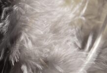 В Китай из Ростовской области доставили больше 12 тонн пухоперьевой смеси