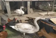 Батайчанка держит дома шесть лебедей и кормит их арбузами