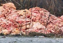 Тонны сырого мяса на трассе под Ростовом обернулись для бизнесмена крупным штрафом