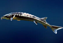 Спустя век ученые предложили возродить популяцию исчезнувшей рыбы в Дону