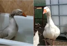 В парке под Ростовом поселилась гусыня, спасшая поросят на СВО