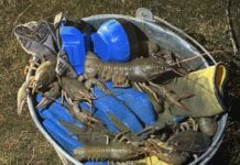 В Ростовской области мужчине грозит уголовная ответственность за незаконный вылов раков