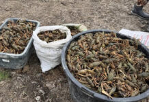 Браконьеры выловили раков в Ростовской области на пол миллиона рублей