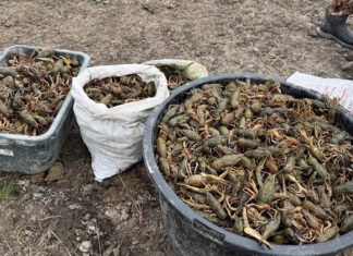 Браконьеры выловили раков в Ростовской области на пол миллиона рублей