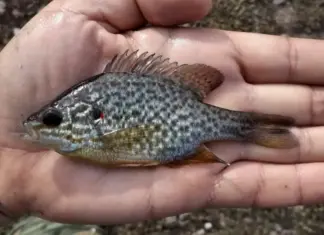 В водоемах Ростовской области нашли хищного окуня из Америки, который начал уничтожать местную рыбу