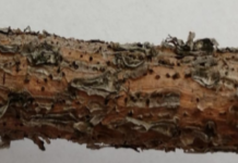 Грибковая опасность в лесах Ростовской области